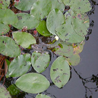 Frog on lillypad Image